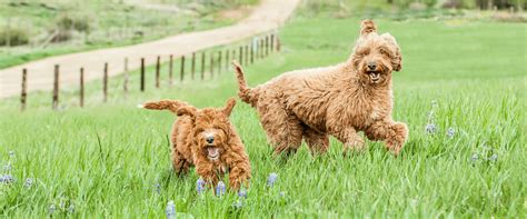 Green mountain labradoodles.  Just check the stage of development that the ...