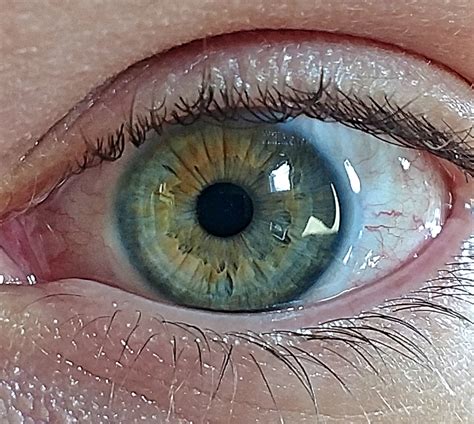 Green or hazel eyes. Hazel eyes are always multicolored. They are semi-brown, semi-green, and even with some gold bursts in the iris. If you see more green, your eyes are 'hazel- ... 