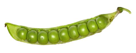 Green peapod. Things To Know About Green peapod. 