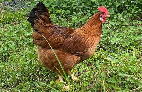 The Starlight Green Egger is a relatively new breed, resulting from a mix of various chicken breeds chosen for their egg-laying abilities and feather coloration. They were developed to produce large numbers of green eggs and add beauty to any flock with their unique feathering.