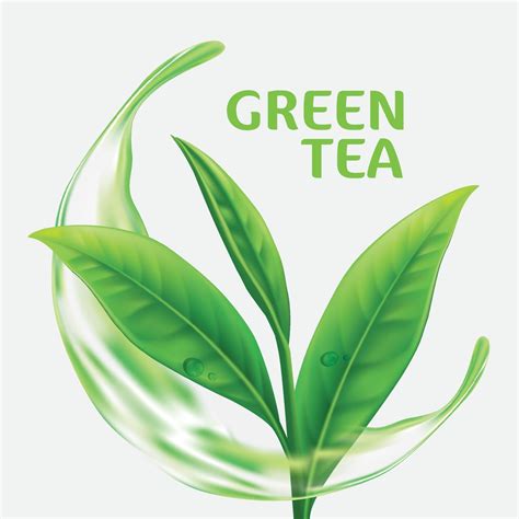 Green tea leaf Vectors & Illustrations for Free Download