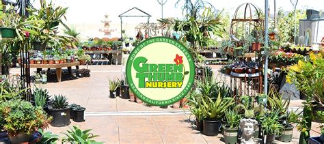 Green thumb nursery san marcos ca. Green Thumb Nursery-San Marcos 1019 W San Marcos, CA 92078 San Marcos CA 92069 Phone: 760-744-3822 Contact: Jeff Funk Visit Website : Green Thumb is one of the largest retail nurseries in San Diego county: HOURS OF OPERATION: Monday - Saturday 8am-5pm Sunday 8:30am-5pm 