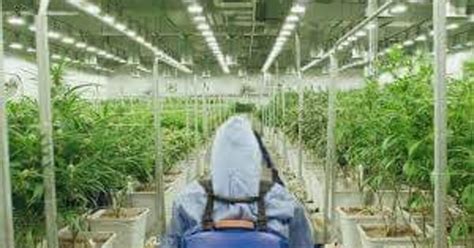 Green thumb paterson nj. Green Thumb Industries Packaging Technician in Paterson makes about $18.55 per hour. What do you think? Indeed.com estimated this salary based on data from 0 employees, users and past and present job ads. Tons of great salary information on Indeed.com 
