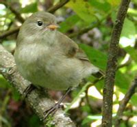 Green warbler-finch - Wikipedia