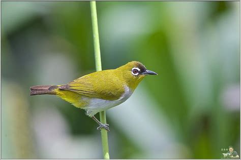 Green-fronted White-eye / Zosterops minor - DiBird.com