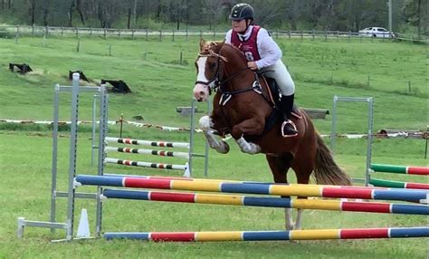 Greenbank Pony Club - horses