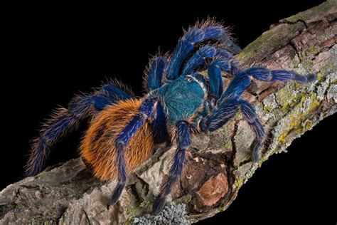 Greenbottle Blue Tarantula / GBB (Chromatopelma cyaneopubescens) Care Sheet