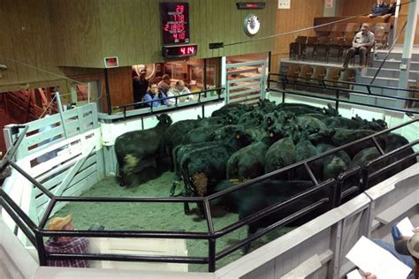 Greencastle. Market Type: Auction Livestock. Provided by: New Ho