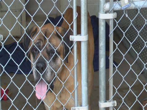 Greene county animal shelter. Things To Know About Greene county animal shelter. 