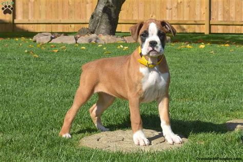 Greenfield Boxer Puppies