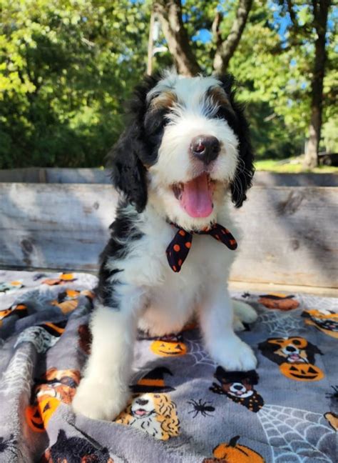 Greenfield Puppies Bernedoodles
