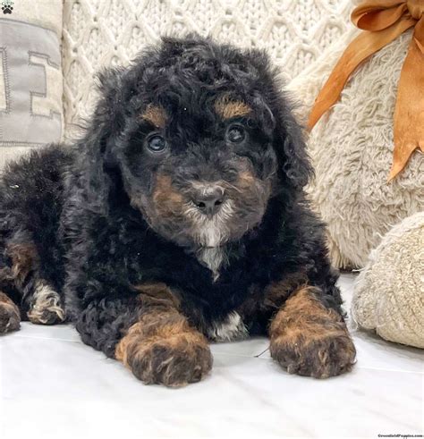Greenfield Puppies Mini Bernedoodle Sally