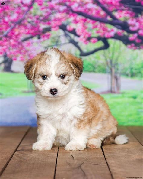 Greenfield Puppies was founded in 2000 and has been helping people find their ideal puppy ever since. We are a team of family oriented people who are driven to help people find a loving companion for the family. Take a look at our available breeds below, and contact us with any additional questions! Breeds Available in Ohio. Akita.. 