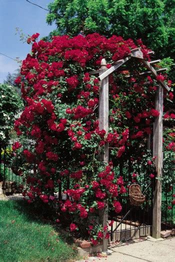 Greenheart Farms - Climbing Roses