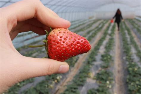 Greenhouse Farming in Australia: How to Start, Cost, Crops, and S…