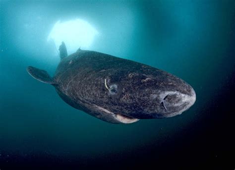 Greenland shark world