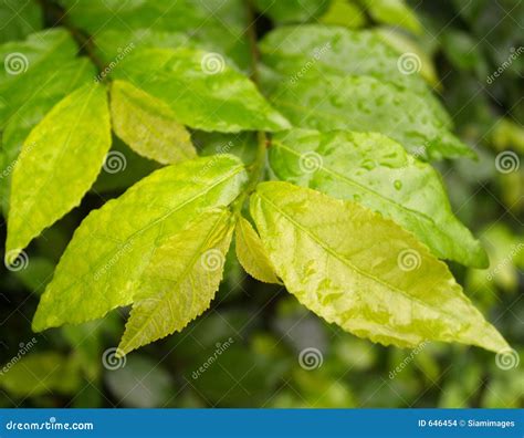 Greenleaves. Things To Know About Greenleaves. 