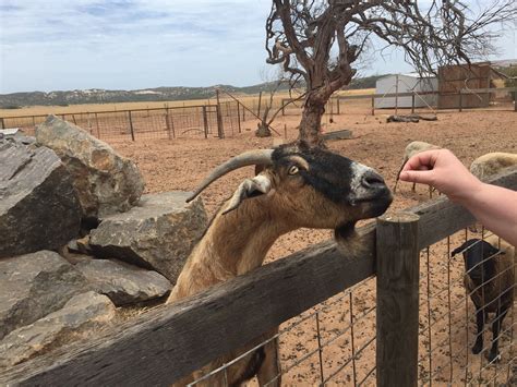 Greenough Wildlife & Bird Park: All You Need to Know