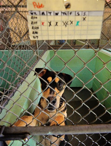 Greensboro animal shelter. The shelter has found surer footing after being rocked by an animal abuse scandal in 2015 that cost the nonprofit United Animal Coalition its management contract, and the previous director her job. 