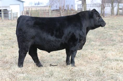 Sale results for June 21st, 2023 Total receipts: 1075 Cattle receipts: 726 If you have any questions on fat cattle market call Gene @ 217-331-3930 or Caleb @ 217-827-5818. 