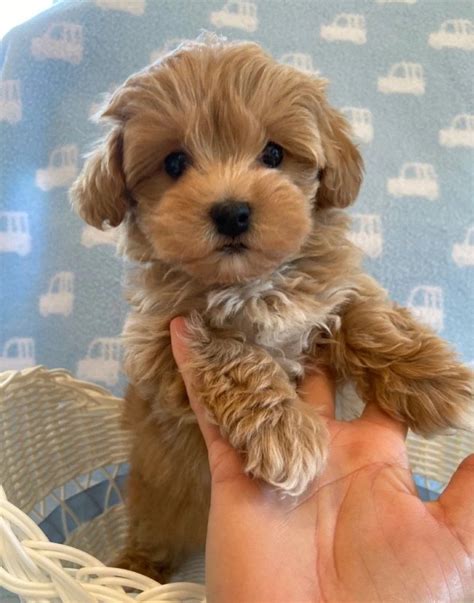 Greenville puppies for sale. Beautiful Happytail puppies for sale - Yorkies, Maltese, Morkies and more. Happy puppies come from real, family breeders. 10 year health guarantee. ... Puppies! I cannot thank Sonya enough for my sweet little Stella. I contacted Happytails looking for a female Maltese puppy, and they were so helpful from day one. Sonya was always there to ... 