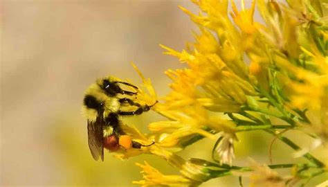 Spring means pollen - and we've got lots of it William McCann, a physician with Allergy Partners said that in Western North Carolina and the Upstate of South Carolina, there is a more ...