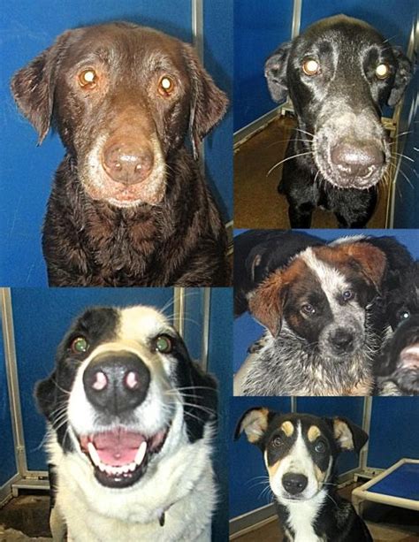 Learn more about Hill County Paw Pals in Hillsboro, TX, and search the available pets they have up for adoption on Petfinder.. 