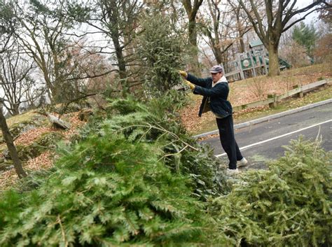 Greenwich Christmas tree recycling London Councils