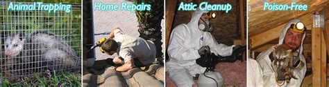 Greenwood SC Wildlife Removal - Animal Control Solutions