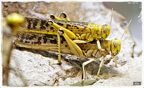 Twenty plant species belonging to eighteen plant families were investigated for antifeedant property against desert locust, Schistocerca gregaria. A total of 57 extracts/fractions were obtained from above plants and tested at 0.5% concentration.. 