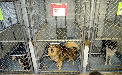 Humane Society of Gregg County Animal Shelter. 1.5 6 reviews on. Phone: (903) 297-2170. 303 Enterprise St Longview, TX 75604 977.13 mi. Is this your business? Verify ....