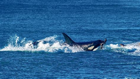 Greifen Orcas den Menschen an? (Tiere, Wale, Orca) - Gutefrage