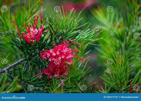 Grevillea, Juniper-Leaf Grevillea, Prickly Spider Flower