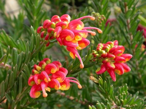 Grevillea ‘Fireworks’ Gardening With Angus