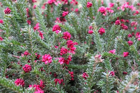 Grevillea Ground Cover Varieties &ndash; Australian Native Guide