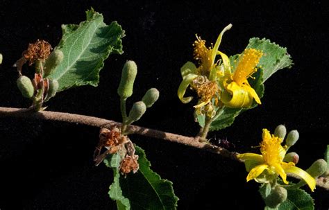 Grewia retinervis Burret [family TILIACEAE] on JSTOR