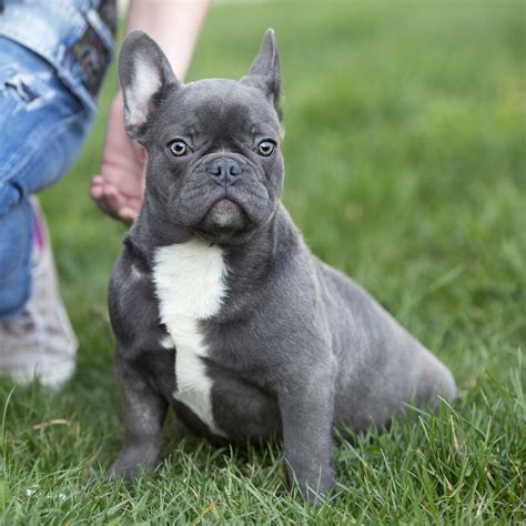 Grey Blue Grey French Bulldog Puppies