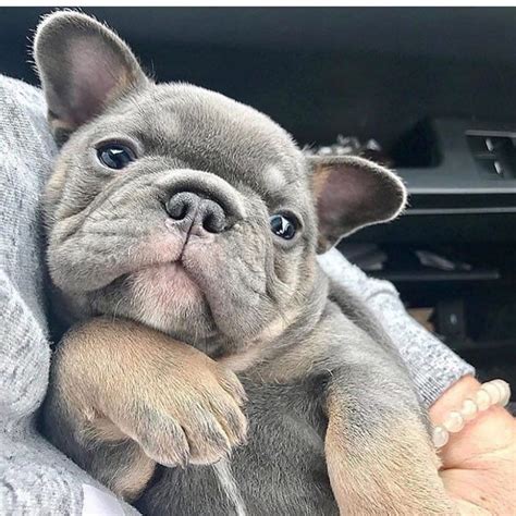 Grey French Bulldog Puppy