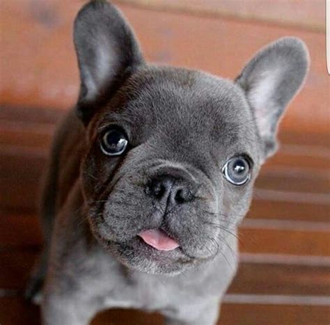 Grey French Bulldog Puppy With Blue Eyes