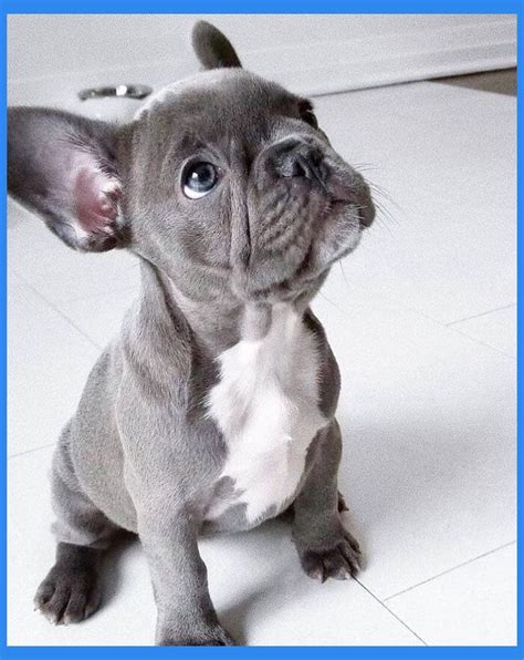 Grey French Bulldog Puppy With Blue Eyes For Sale