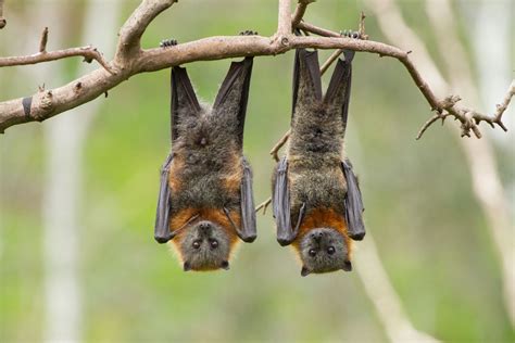 Grey Headed Flying Fox - Photos by Canva