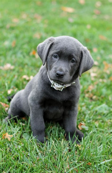 Grey Labrador Retriever Puppy