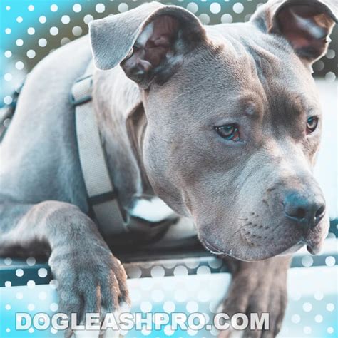 Grey Pitbull - The Complete Guide - HappyDoggo