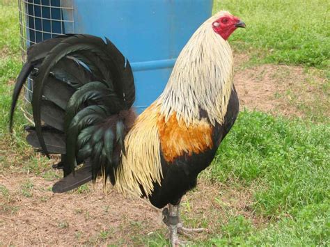 This is an ideal choice if you want one of the proven success stories. 5. Malay Gamefowl. Source: @happy_acresfarm. Malay Gamefowl is unique because of its long legs and upright stature, making it one of the tallest breeds of chicken. The breed usually stands at 26 to 35 inches tall and weighs 9 lbs. on average.