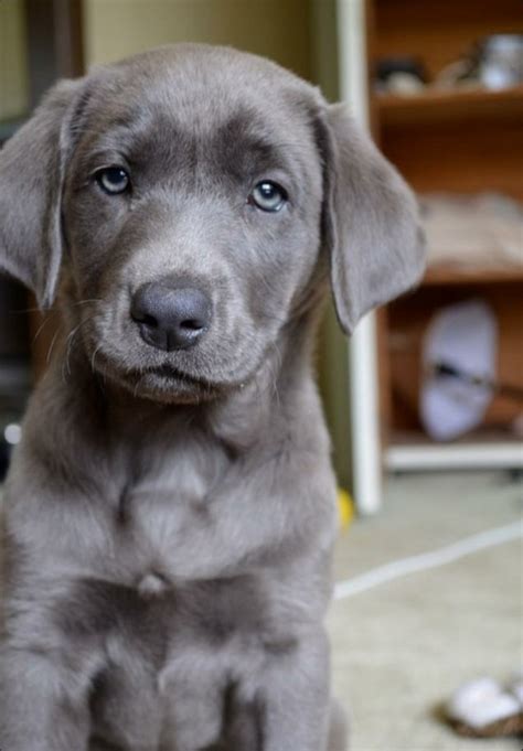 Grey labrador. Breed Appearance and Size. Silver Labrador Retrievers are undeniably cute with their big, beautiful blue eyes. The color of a Silver Lab is one of its most distinct features. This silver gray color is a genetic variation of the chocolate brown coat. Their coat color is very similar to that of a Weimaraner. 