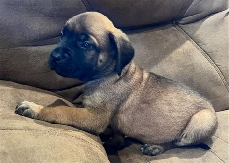 Grey mastiff for sale. Things To Know About Grey mastiff for sale. 