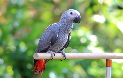 Grey parrot. Things To Know About Grey parrot. 