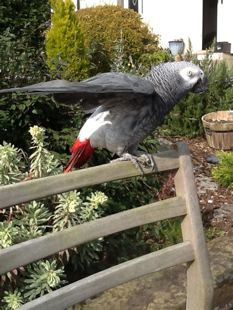 Grey parrot rescue. .  ...