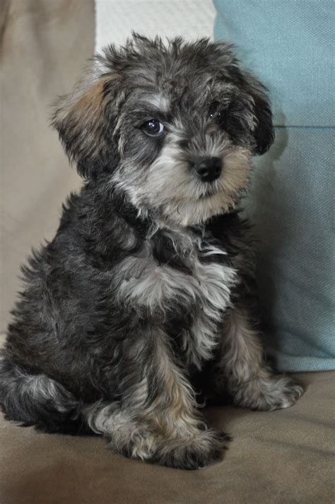Grey schnoodle puppies. The Schnoodle may have a rough and wiry coat like the Schnauzer, a soft Poodle coat, or anything in between. Some have alternating patches of soft and coarse hair, with coarse fur on the back and soft on fur on top of the head. There are a wide variety of possible colors, including black, brown, grey, white, apricot, or a mixture. 