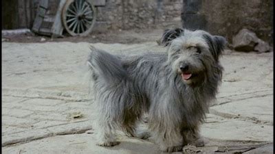 Greyfriars Bobby (1961) - Turner Classic Movies